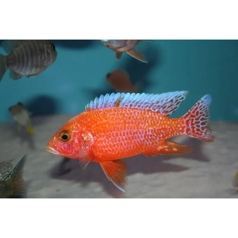 Bezpieczne sąsiedztwo: Czy pyszczaki mogą dzielić akwarium z innymi rybami?