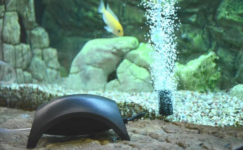 Czy napowietrzanie wody w akwarium jest konieczne dla zdrowia ryb?