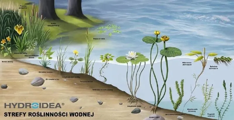 Czy ryby mogą zniszczyć Twoje uprawy roślin wodnych? Sprawdź, co o tym sądzą eksperci!