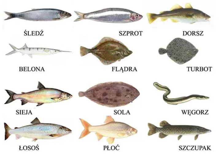 Czy ryby z Bałtyku to zdrowy wybór dla Twojej diety?