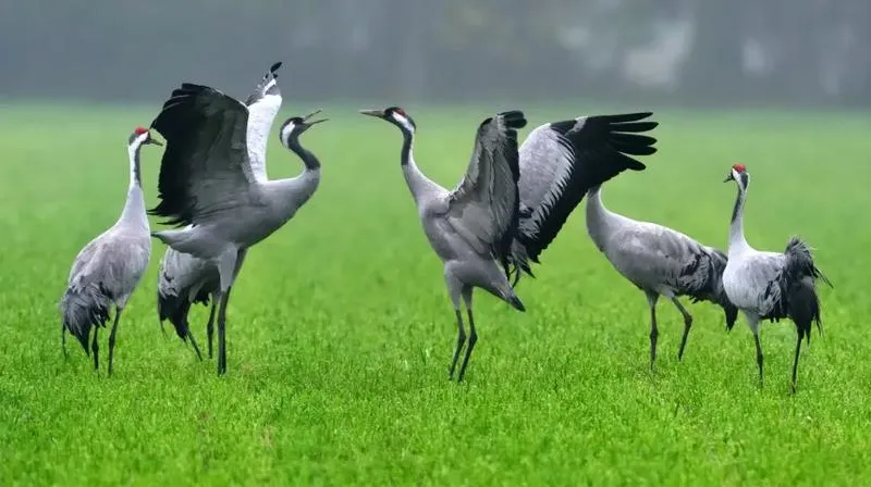 Czy żurawie rzeczywiście łowią ryby? Odkrywamy ich dietę w przyrodzie