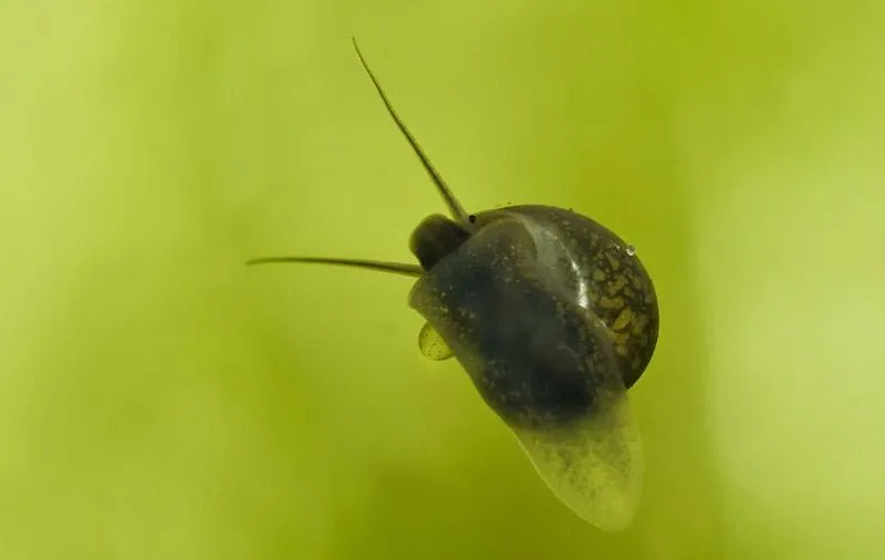 Dlaczego Twoje ślimaki opuszczają akwarium? Odkryj przyczyny i rozwiązania
