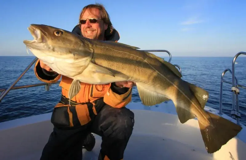 Dorsz w Bałtyku – czy warto spróbować swoich sił w jego łowieniu?
