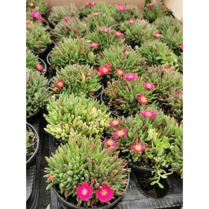 Gdzie kupić słonecznicę rybę: najlepsze miejsca i porady dla miłośników akwarystyki