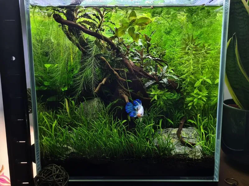 Idealne podłoże do akwarium dla bojownika – jak wybrać najlepsze rozwiązanie?