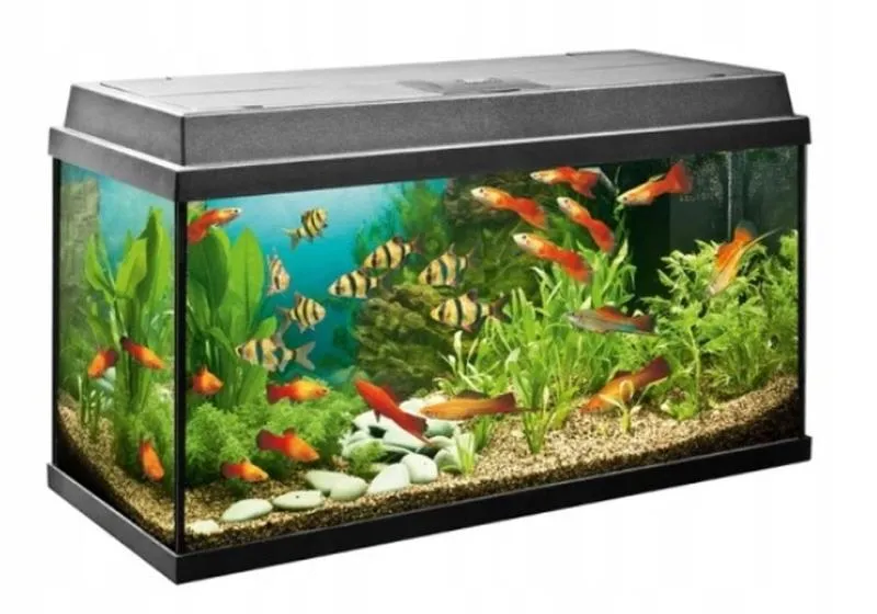 Idealne rybki do akwarium 200 litrów – przewodnik dla akwarystów
