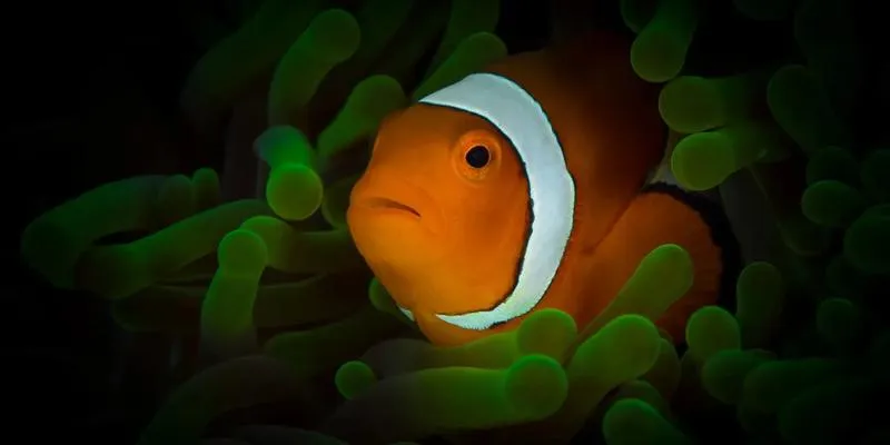 Jak bezpiecznie przenieść akwarium w inne miejsce? Praktyczne porady dla akwarystów