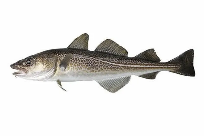 Jak przygotować pyszną rybę dorsza w kilku prostych krokach