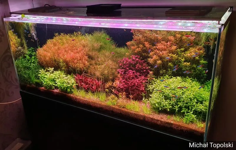 Jak rozpoznać, kiedy akwarium osiągnie dojrzałość?