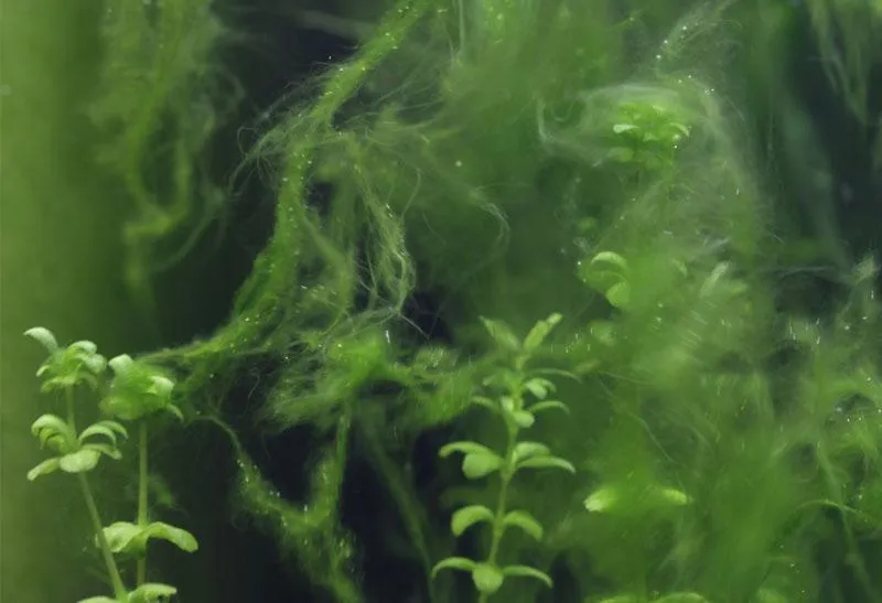 Jak skutecznie radzić sobie z glonami w akwarium? Porady dla każdego akwarysty