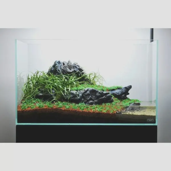 Jak w prosty sposób urządzić akwarium 60l dla ryb i roślin