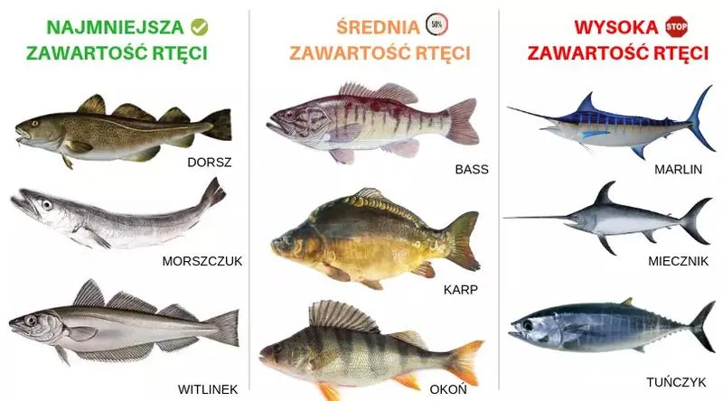 Jakie ryby mają najwyższe stężenie rtęci i co warto o tym wiedzieć?