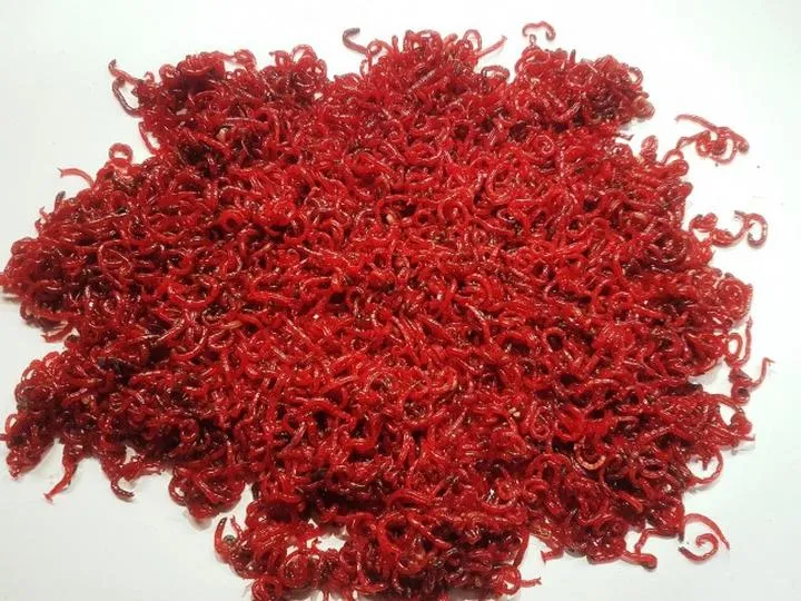 Jakie ryby łowić na ochotkę? Przewodnik dla wędkarzy