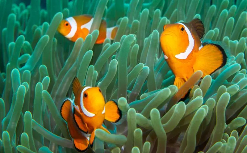 Jakie ryby warto włączyć do diety przy dna moczanowej?