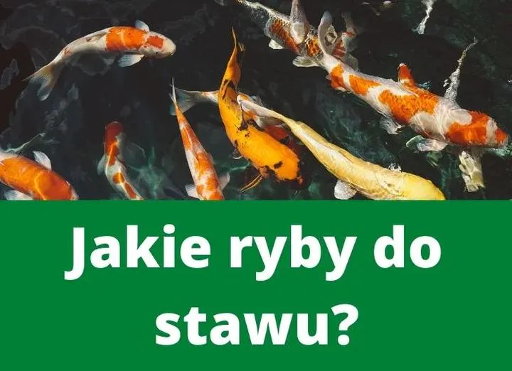 Jakie ryby wybrać do swojego stawu, aby stworzyć idealny ekosystem?