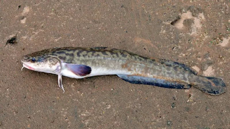 Kiedy najlepiej złowić miętusa? Kluczowe wskazówki dla wędkarzy