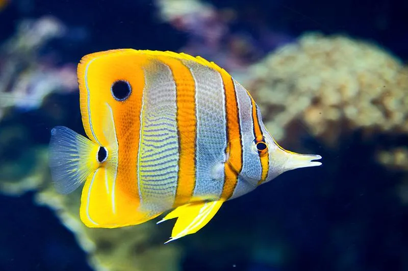 Letnie smakowitości: które ryby warto jeść nad morzem?