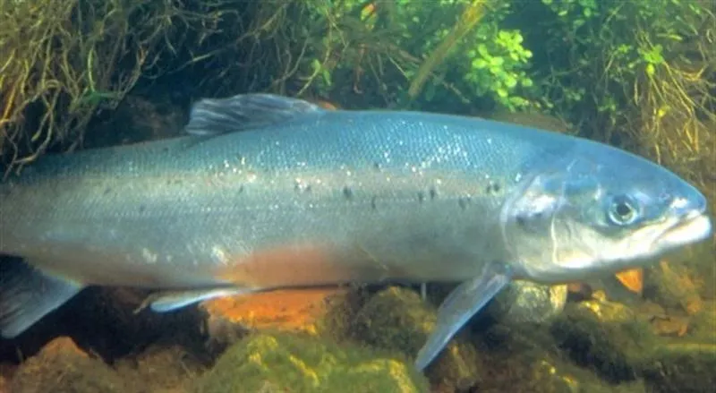 Najlepsze miejsca do łowienia łososi w Polsce: odkryj swoje wędkarskie rajskie prawdy