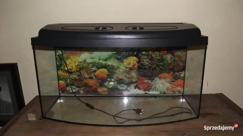 Najlepsze ryby do 100 litrowego akwarium – przewodnik dla początkujących akwarystów