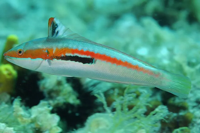 Najsmaczniejsze ryby, które warto spróbować w Chorwacji