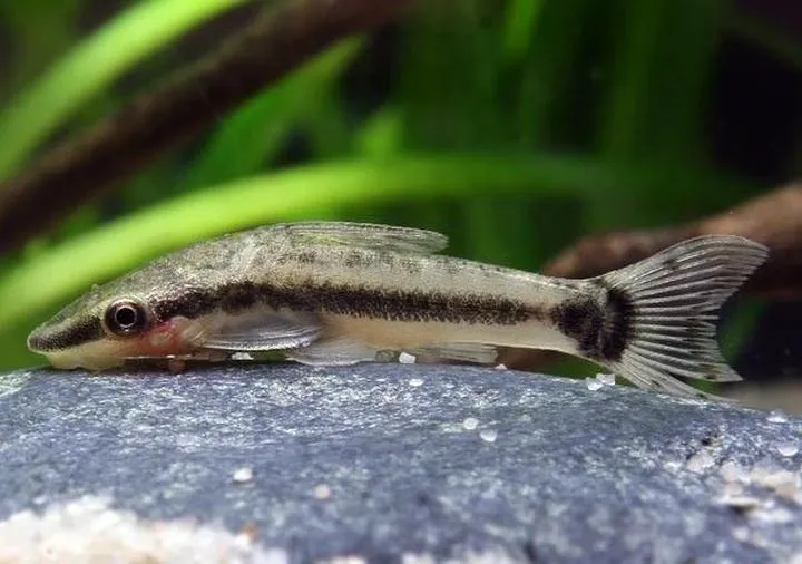 Naturalni pomocnicy – ryby, które skutecznie czyszczą akwarium