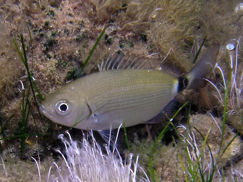 Odkryj fascynujący świat: jakie ryby można spotkać w Chorwacji?