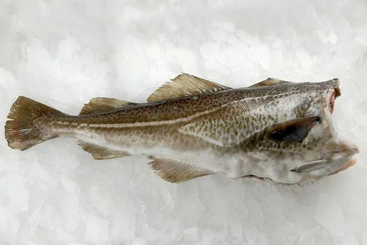 Odkryj najlepsze miejsca, gdzie zjeść rybę w Gdyni