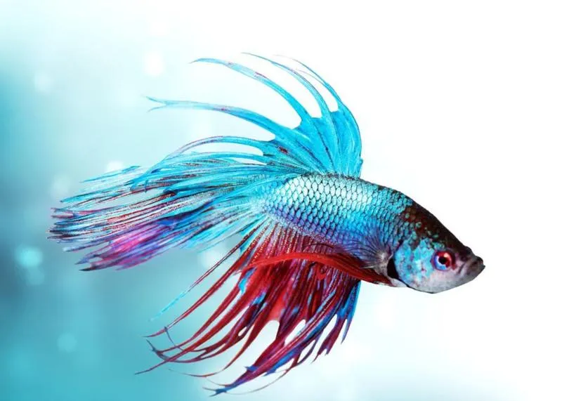 Odkryj piękno: jakie ryby akwariowe wybrać do swojego zbiornika?