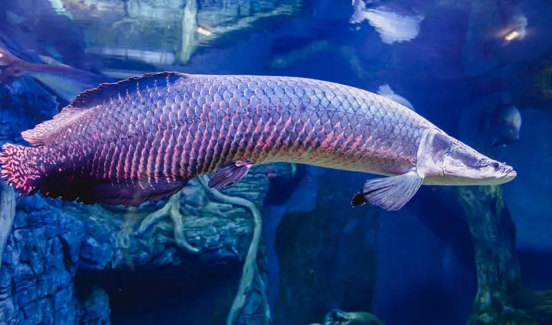 Odkrywając tajemnice: co to są ryby dwuśrodowiskowe i jak żyją w różnych środowiskach?