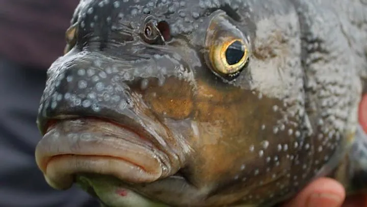 Praktyczny przewodnik: Jak bezpiecznie przewieźć ryby z Norwegii