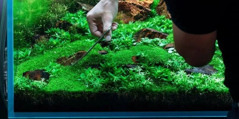 Sekrety pielęgnacji akwarium z rybkami dla początkujących aquarystów