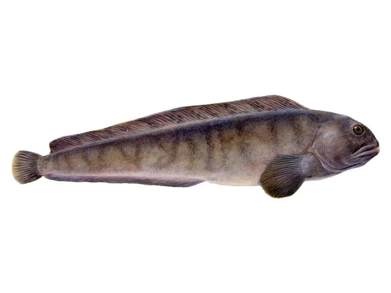 Sekrety smażenia ryby zębacza - wyjątkowy smak na talerzu