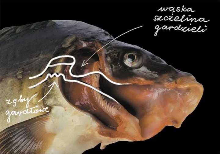 Sekrety zębów gardłowych: która ryba może się nimi pochwalić?
