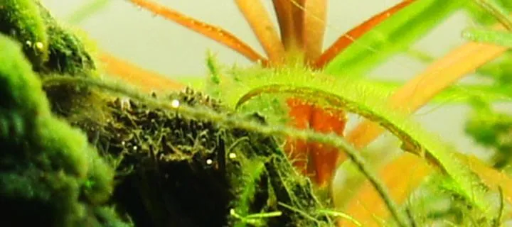 Skuteczne metody na zwalczanie krasnorostów w akwarium