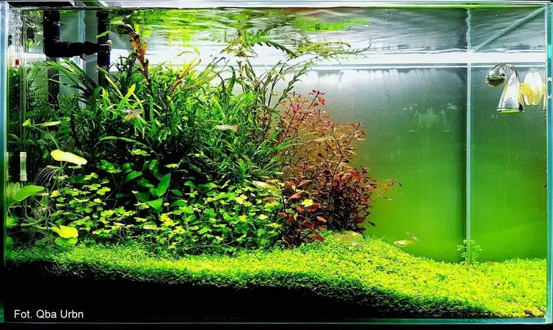 Skuteczne sposoby na natlenienie wody w akwarium dla zdrowych ryb i roślin