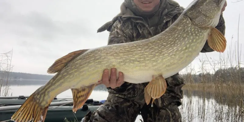 Szczupak na talerzu – na jaką przynętę postawić, aby złowić wymarzoną rybę?