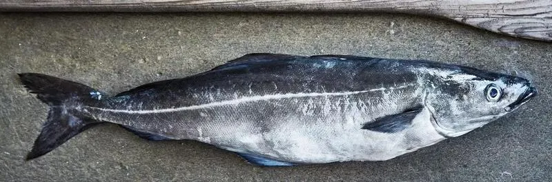 Zaskakujące fakty na temat ryby czerniak – co warto wiedzieć?