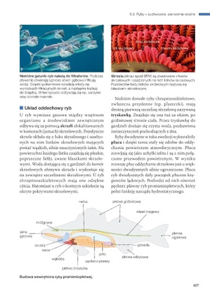 Adaptacje wymiany gazowej ryb