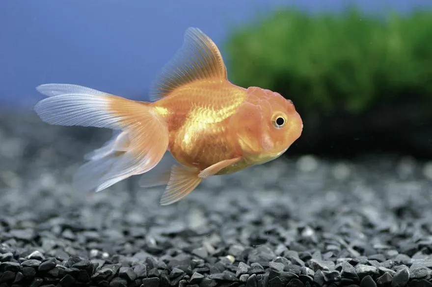 Aklimatyzacja roślin w akwarium