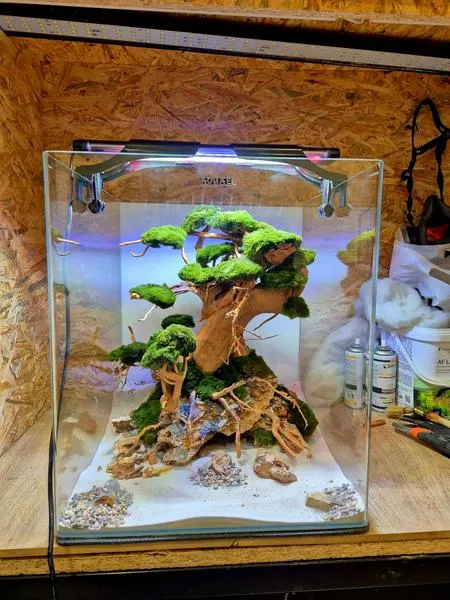 Aranzacja akwarium z korzeniem