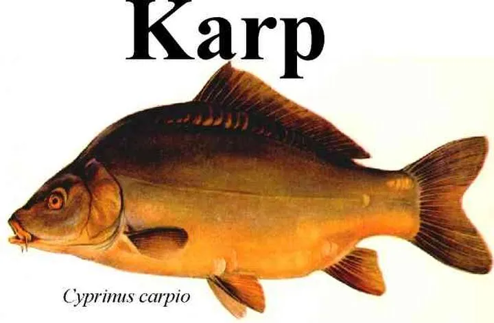 Budowa i funkcje zębów gardłowych