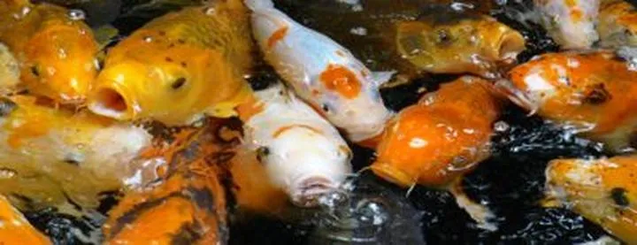 Chata Polska zakupy rybne