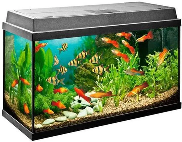 Cykl azotowy w akwarium