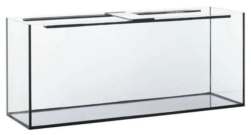 Cykl dobowy ryb akwariowych