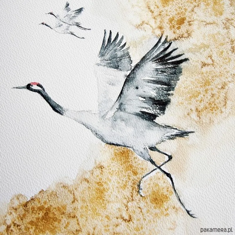 Dieta żurawi w środowisku naturalnym