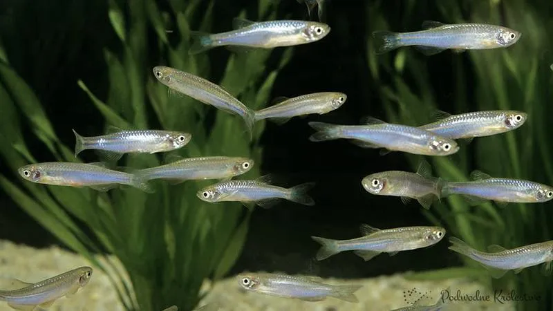 Długość życia ryb akwariowych