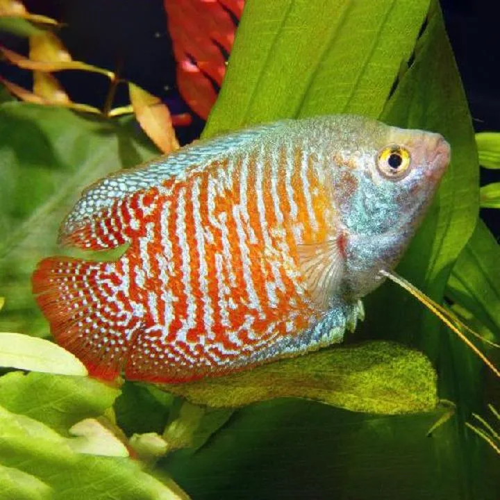 Dobór obsady do prętników