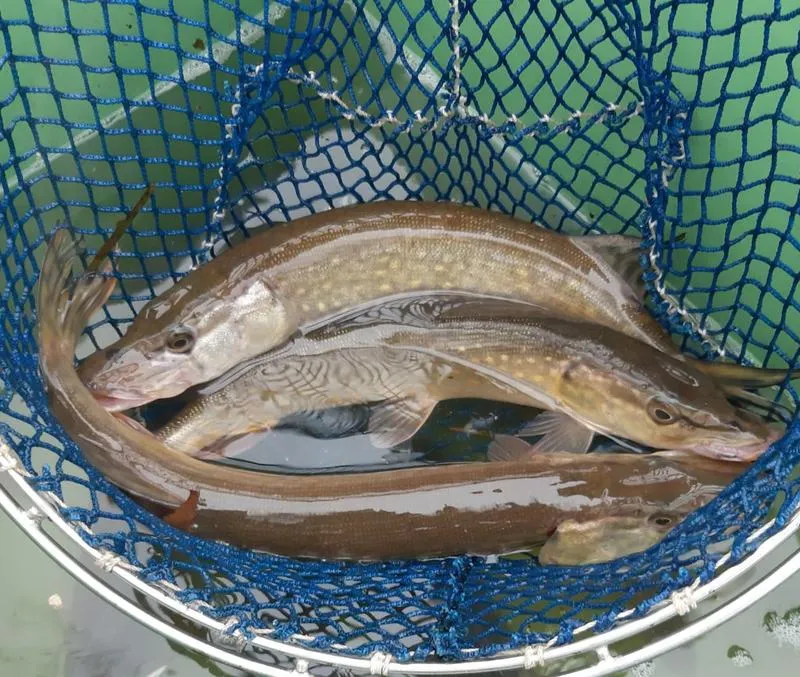 Ekosystem stawowy i równowaga