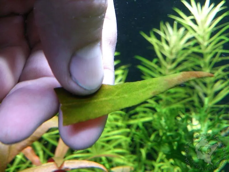 Filtracja wodna a fosforany