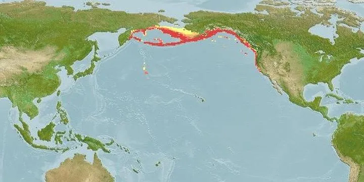 Flądra strzałozębna